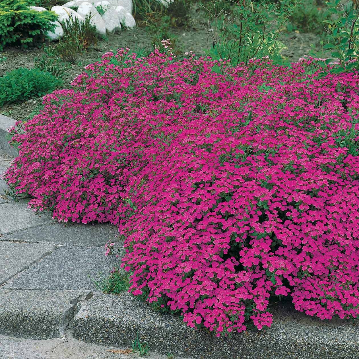 Saponaria ocymoides - 10 Saponaires ocymoides - Saponaire