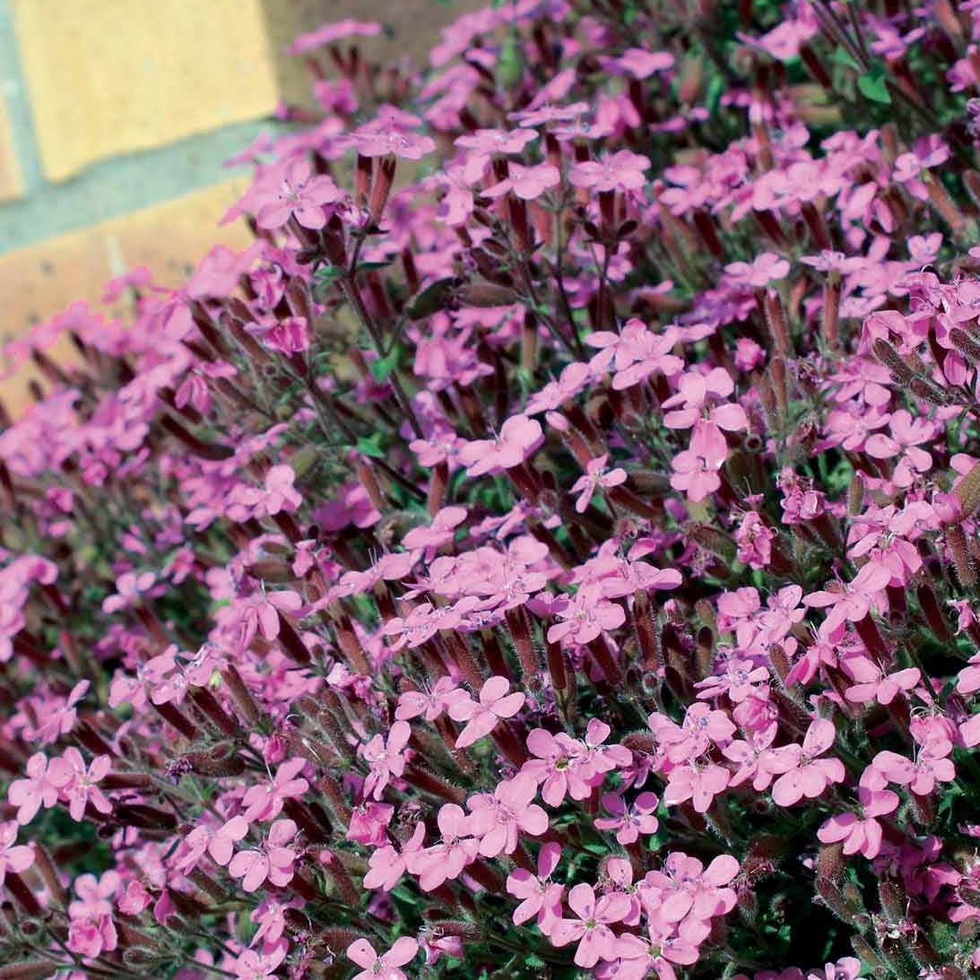 Saponaire - 10 Saponaires ocymoides - Saponaria ocymoides
