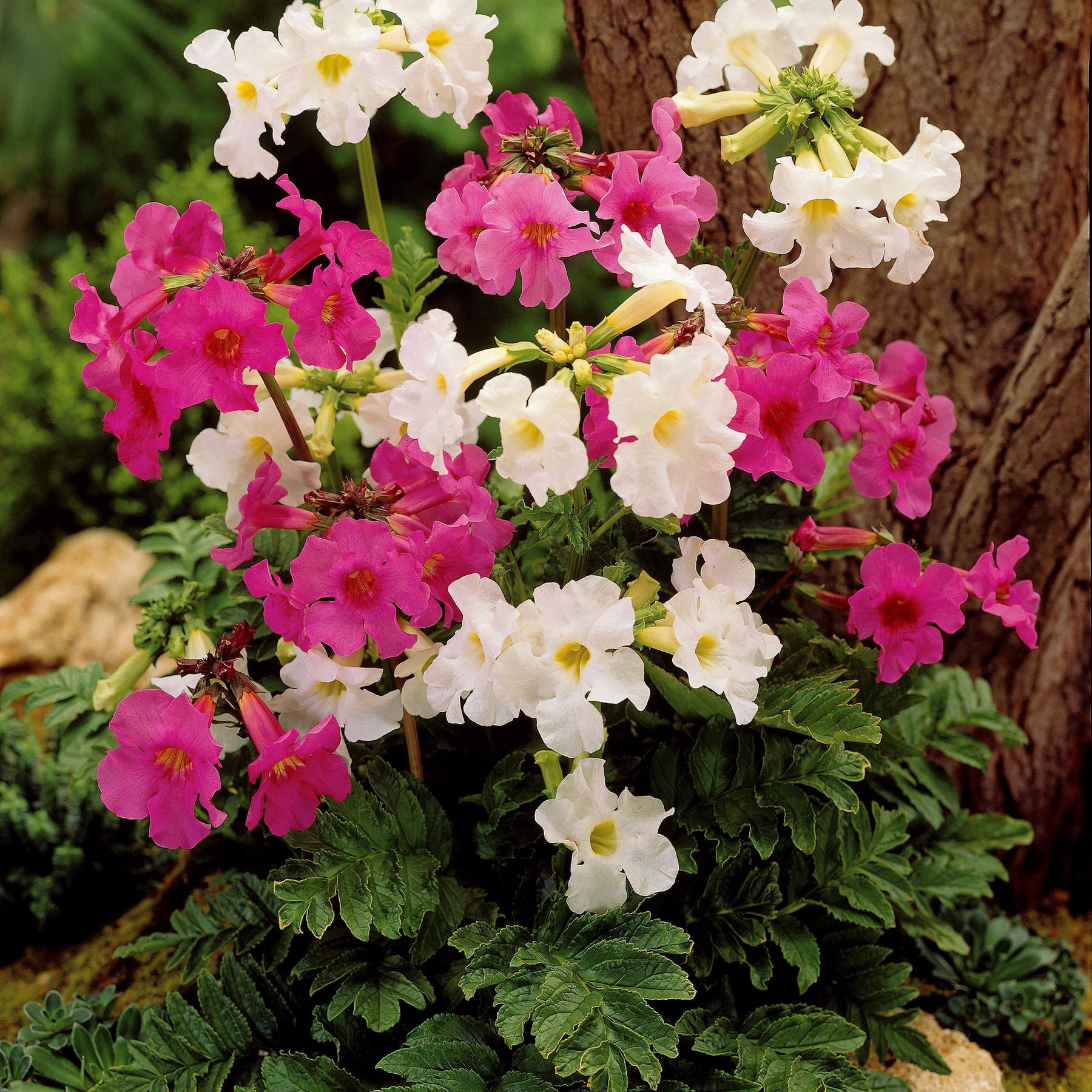 8 Terreurs des taupes (4 blanches + 4 roses) - Willemse