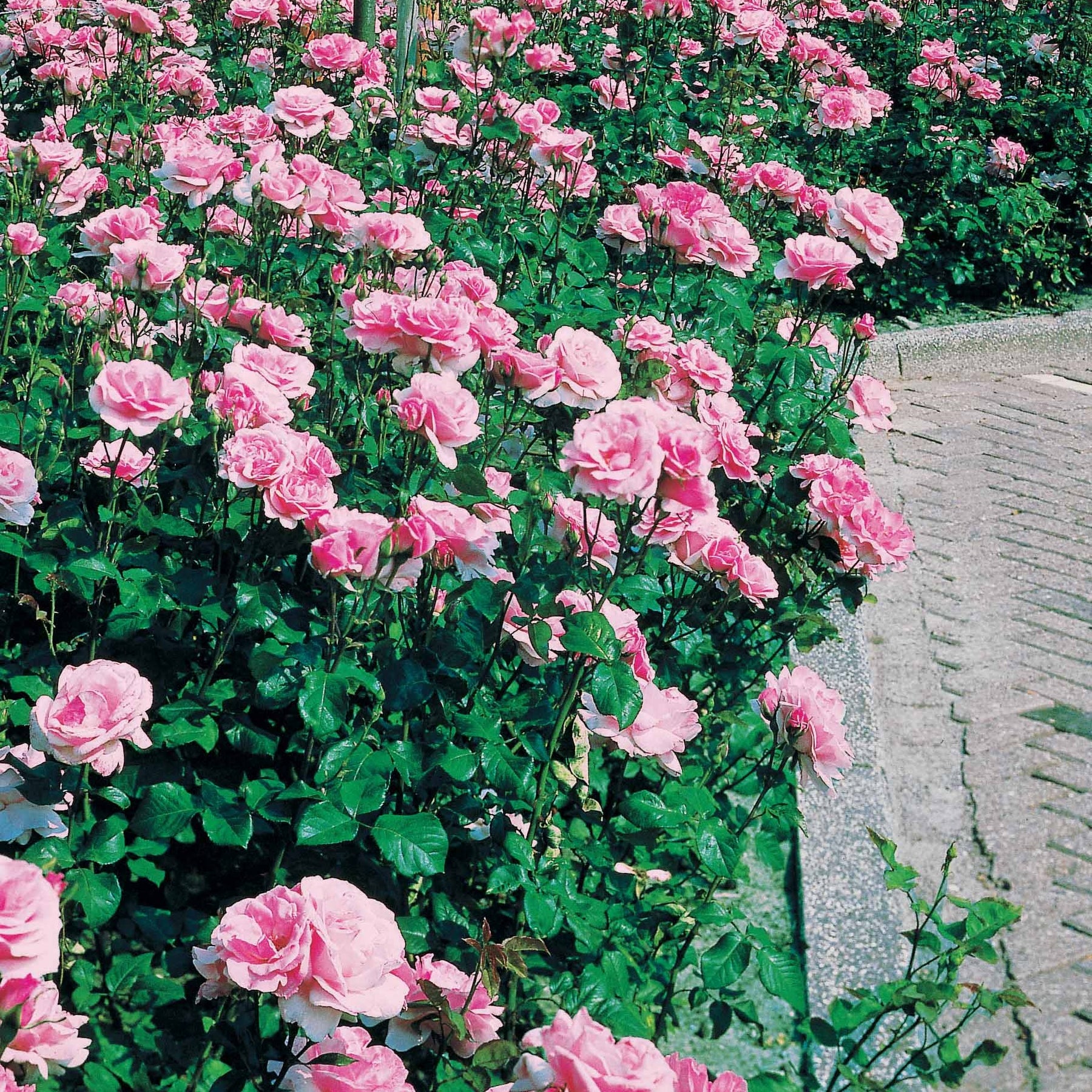 Rosa queen elisabeth - 8 Rosiers Queen Elisabeth roses - Rosiers