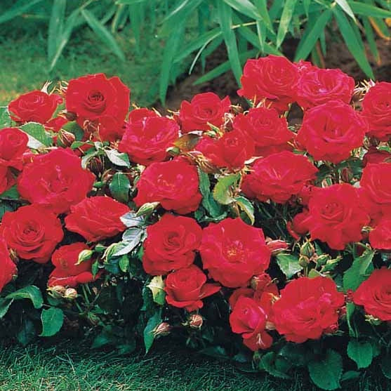 6 Mini-rosiers Randilla rouges - Willemse