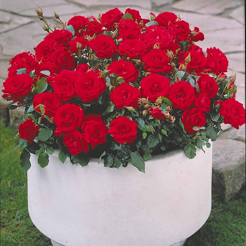 6 Mini-rosiers Randilla rouges - Rosa randilla - Willemse