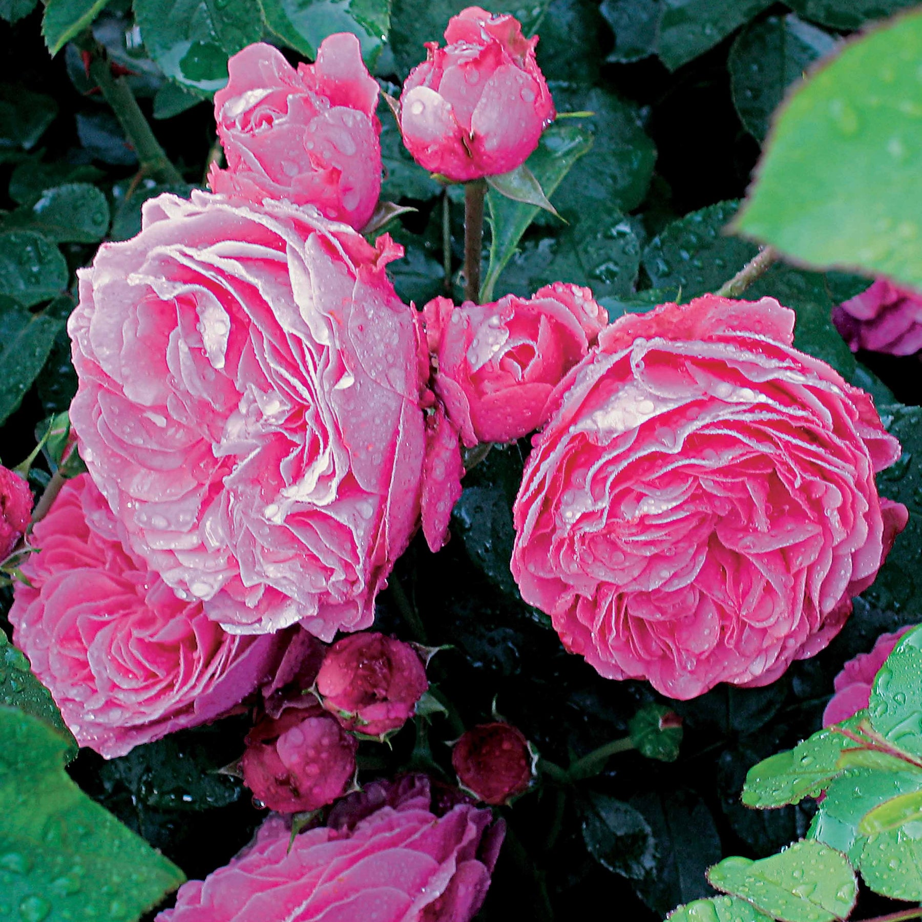 Coll. 2 rosiers floribundas (1 Red Leonardo da Vinci, 1 Leonardo da Vinci) - Rosa red leonardo da vinci ® meiangele, leonardo d - Willemse