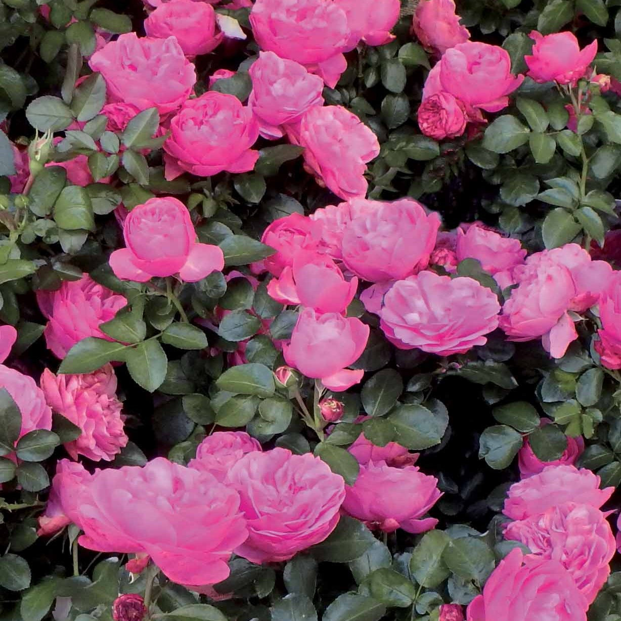 Collections de rosiers - Coll. 2 rosiers floribundas (1 Red Leonardo da Vinci, 1 Leonardo da Vinci) - Rosa red leonardo da vinci ® meiangele, leonardo d