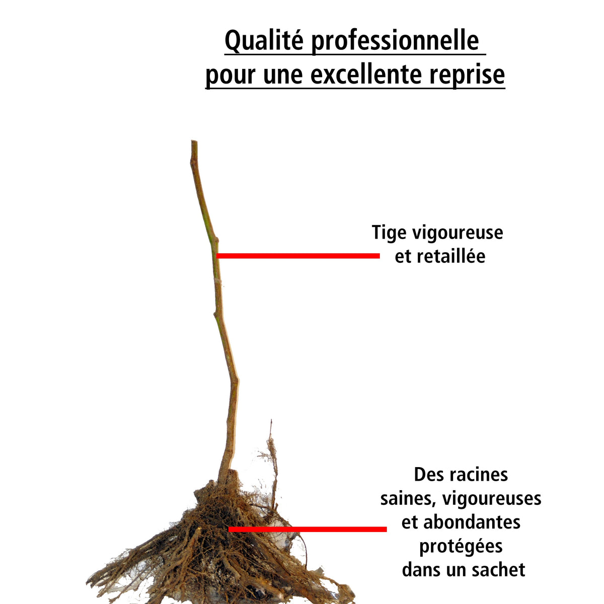 2 Mûriers aux fruits géants Triple Crown - Rubus fruticosus triple crown - Willemse