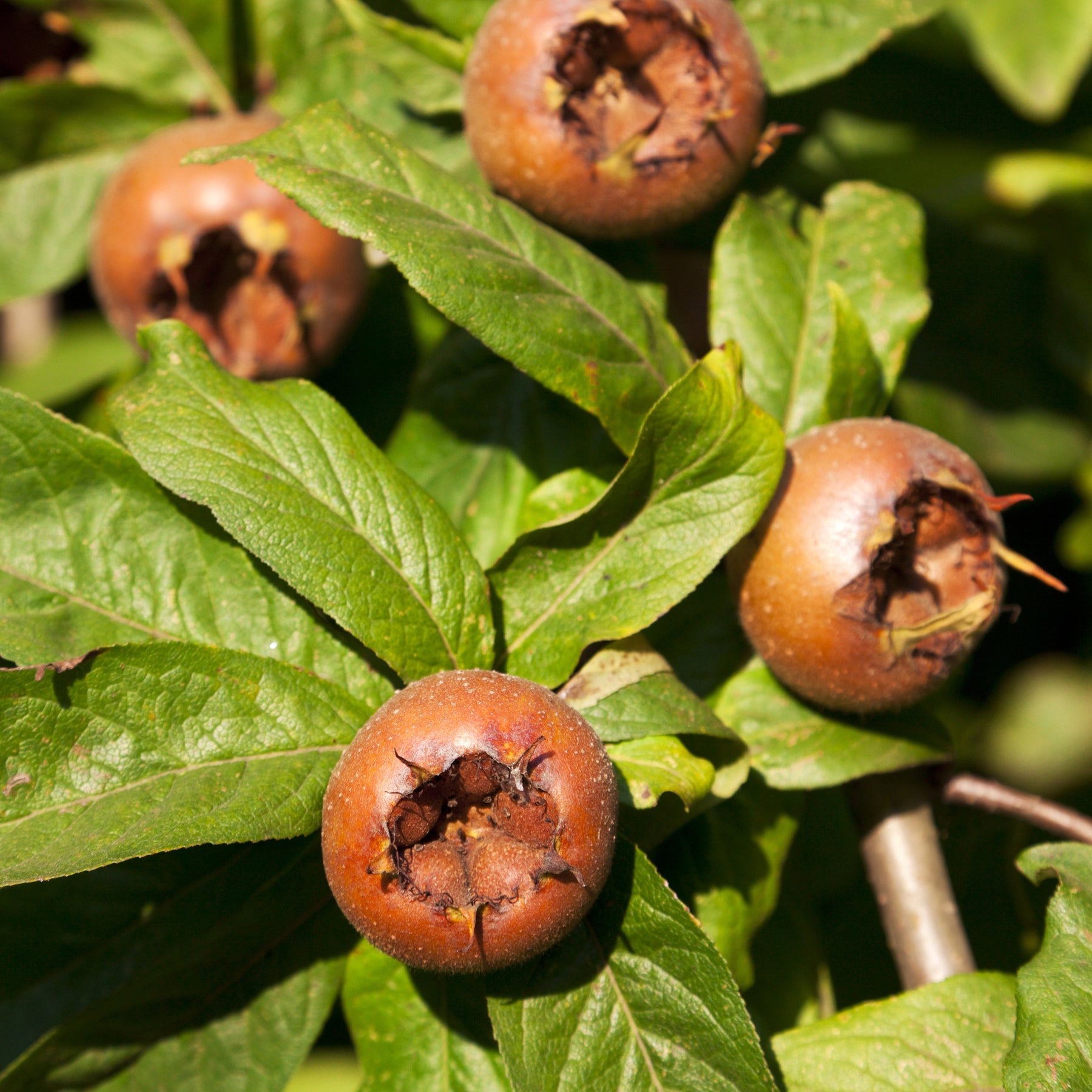 Mespilus germanica - Néflier d'Allemagne - Fruitiers Arbres et arbustes