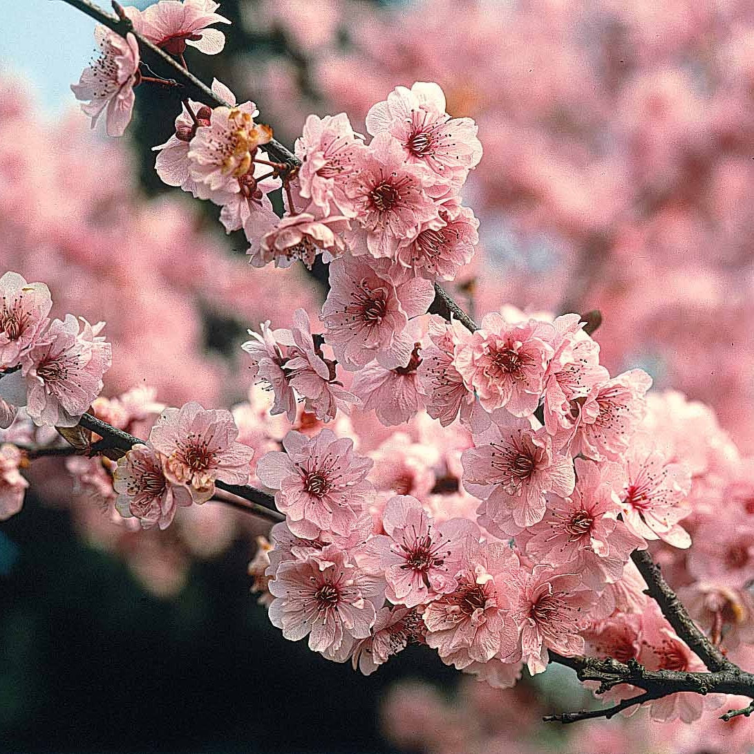 Amandier autofertile All in one (gob.2 ans) - Prunus dulcis all in one - Willemse