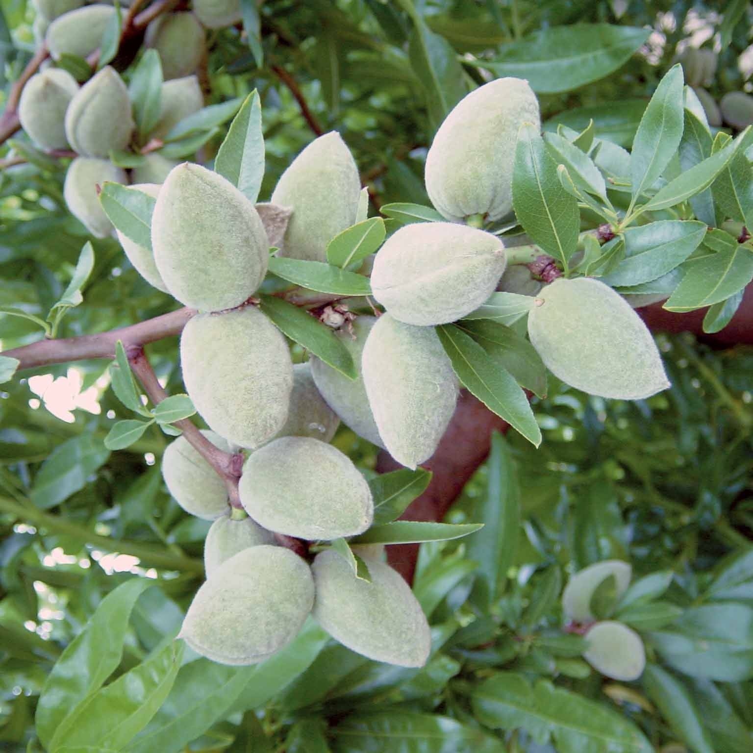 Fruitiers Arbres et arbustes - Amandier autofertile All in one (gob.2 ans) - Prunus dulcis all in one