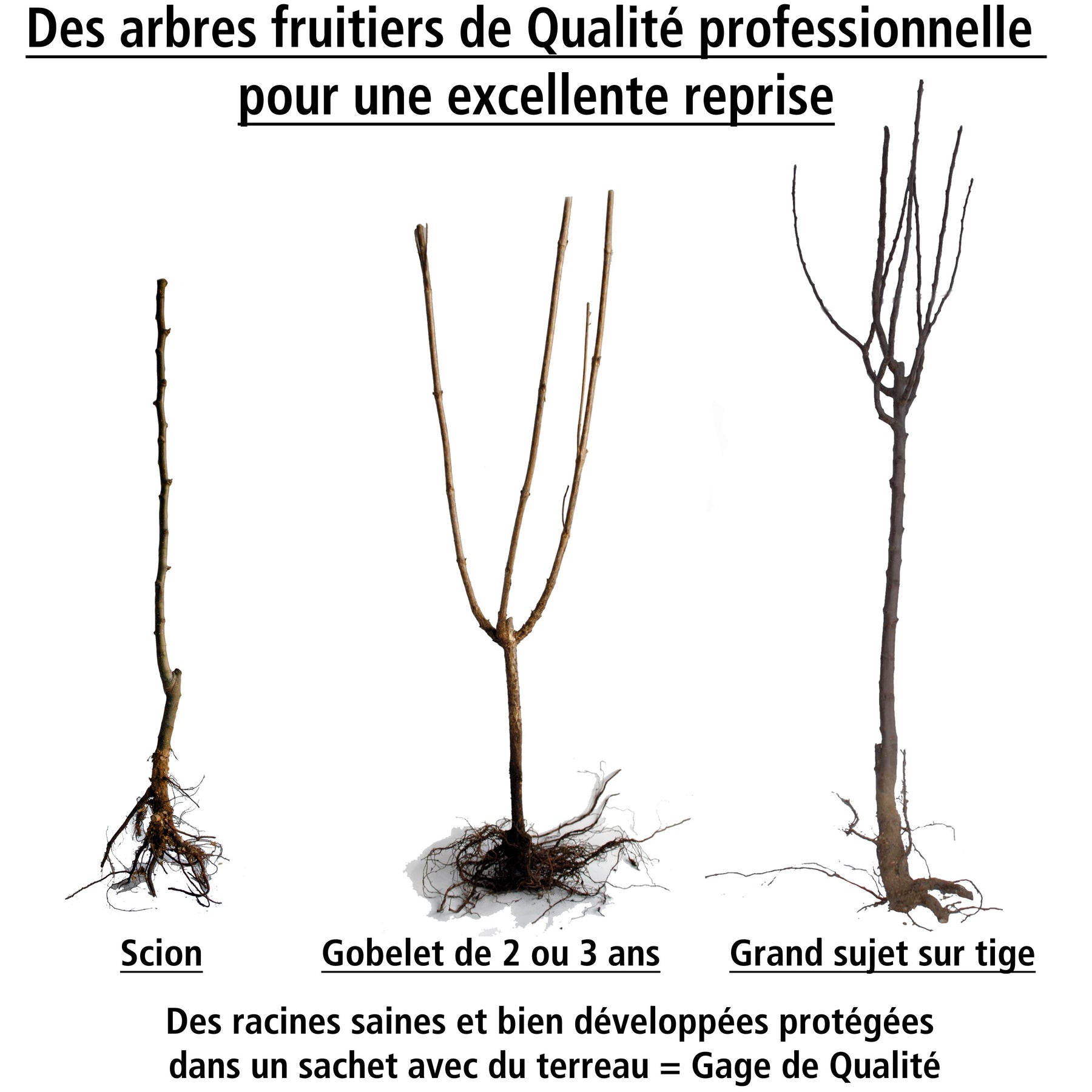 Amandier autofertile All in one (gob.2 ans) - Fruitiers Arbres et arbustes - Willemse