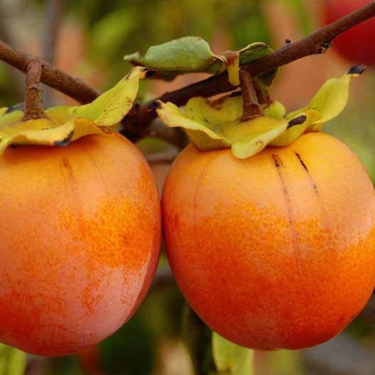 Plaqueminier kaki Muscat (scion) - Diospyros kaki - Willemse