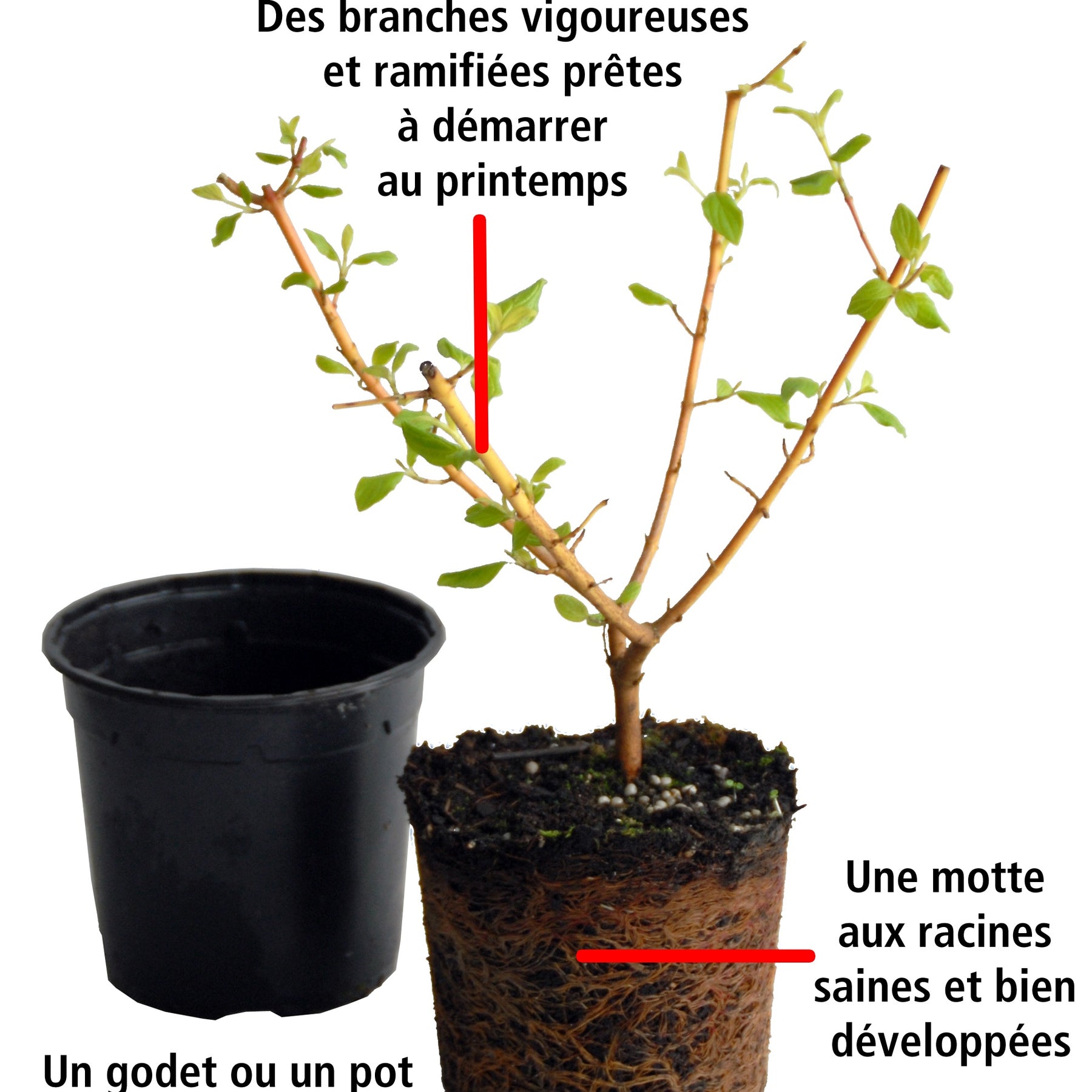 Cornus sanguinea winter flame ® anny - 2 Cornouillers fluo - Cornouillers