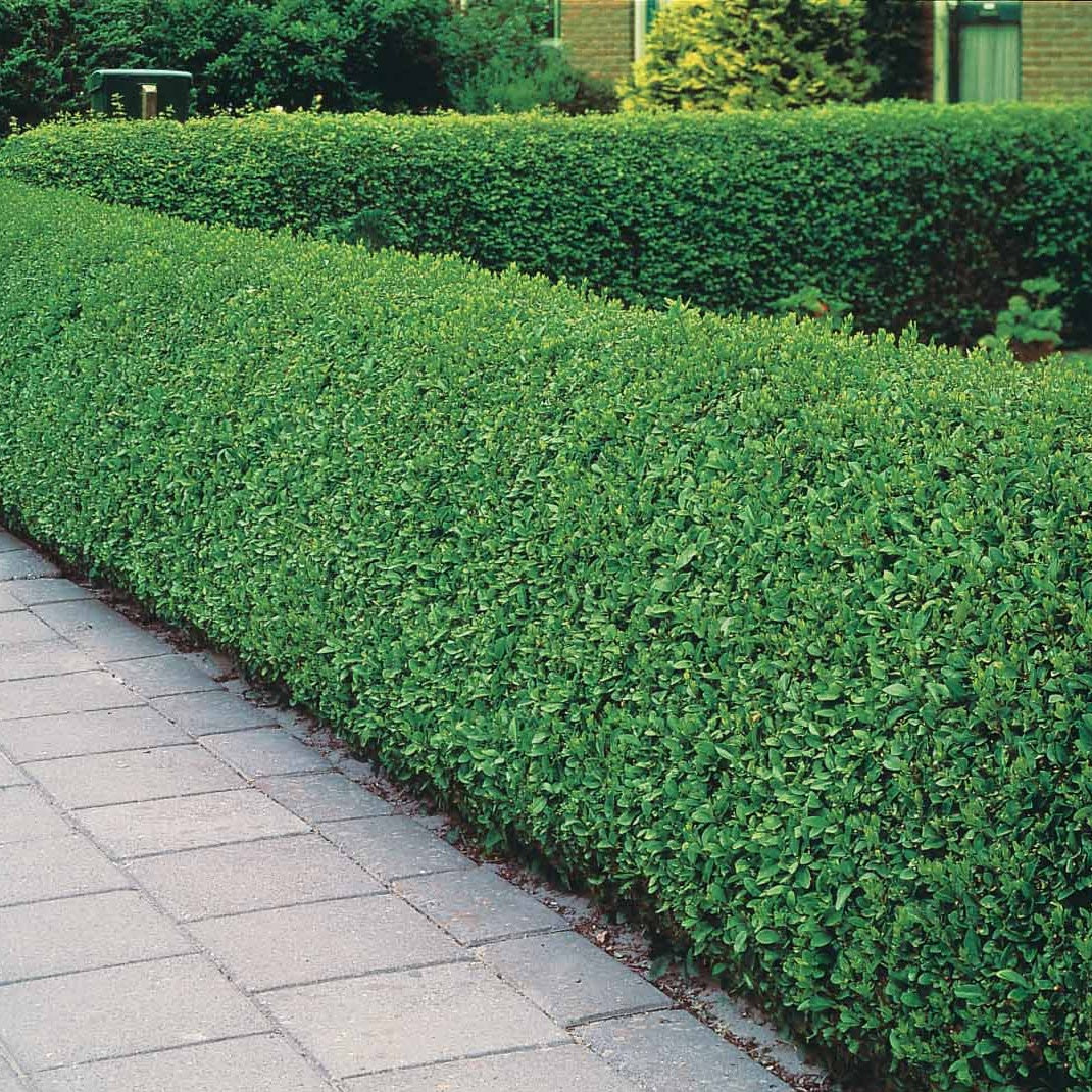 20 Troènes verts - Haie de 10 m linéaire - Ligustrum ovalifolium - Willemse
