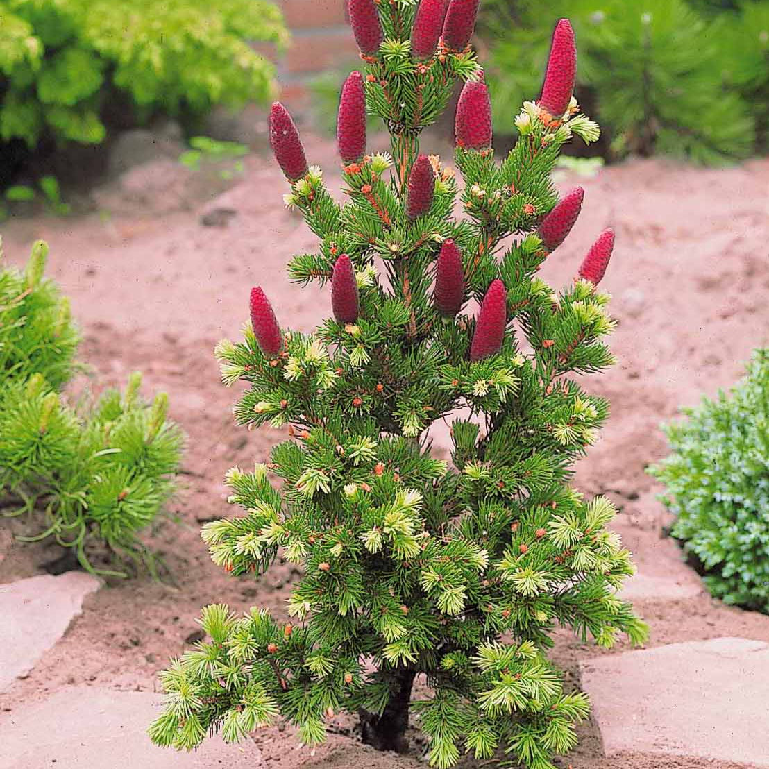 Sapin Lucky strike - Willemse