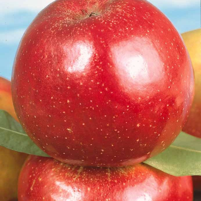 Pommier Belle de Boskoop rouge en palmette - Willemse