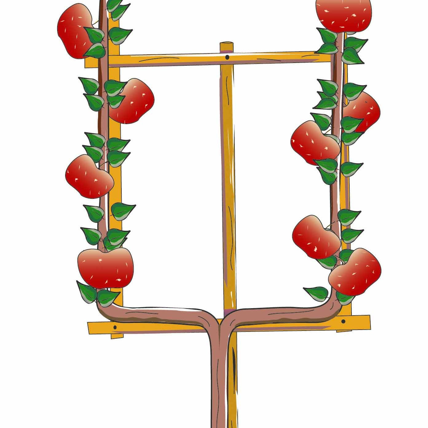 Pommier Belle de Boskoop rouge en palmette - Malus domestica boskoop rouge - Willemse