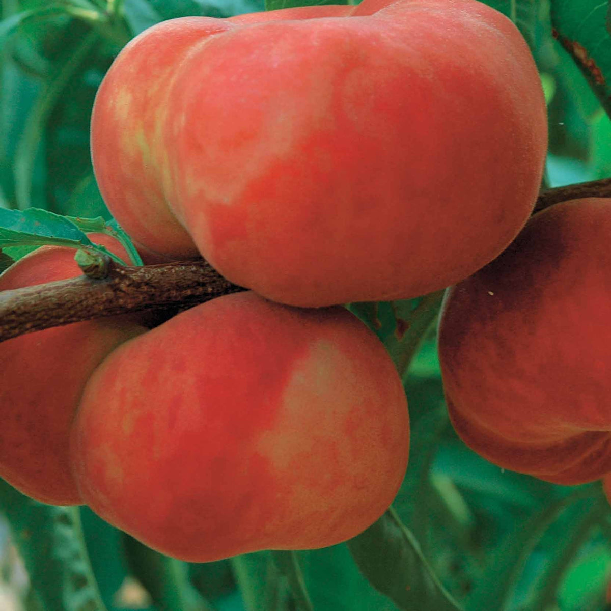 Pêche plate à chair blanche Sauzee Bel ® - Prunus persica sauzee bel ® - Willemse