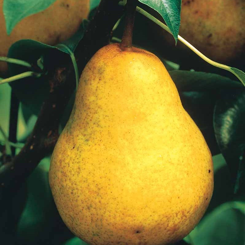 Poire William's Bon Chrétien en palmette - Willemse