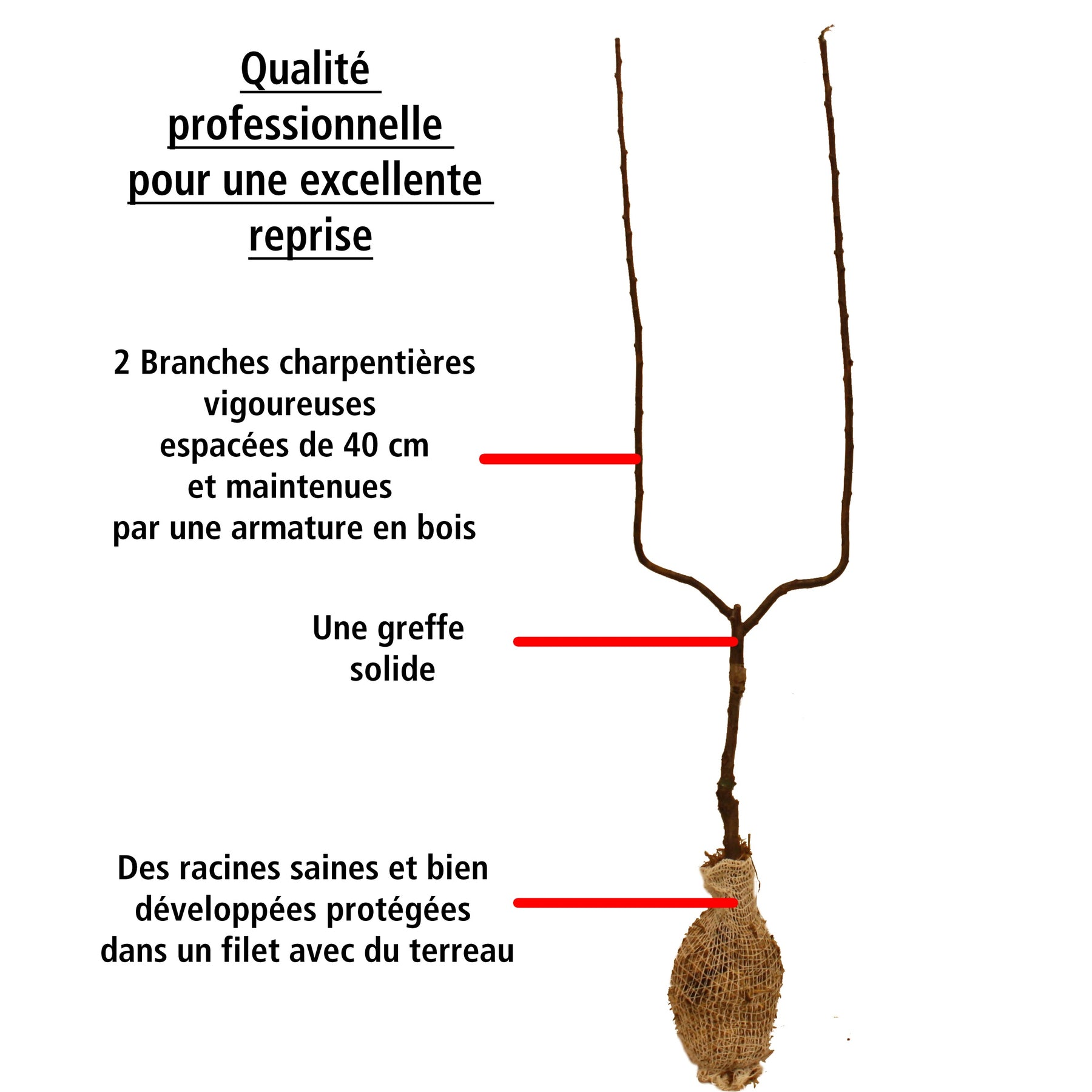 Poirier - Poire William's Bon Chrétien en palmette - Pyrus communis william's bon chrétien