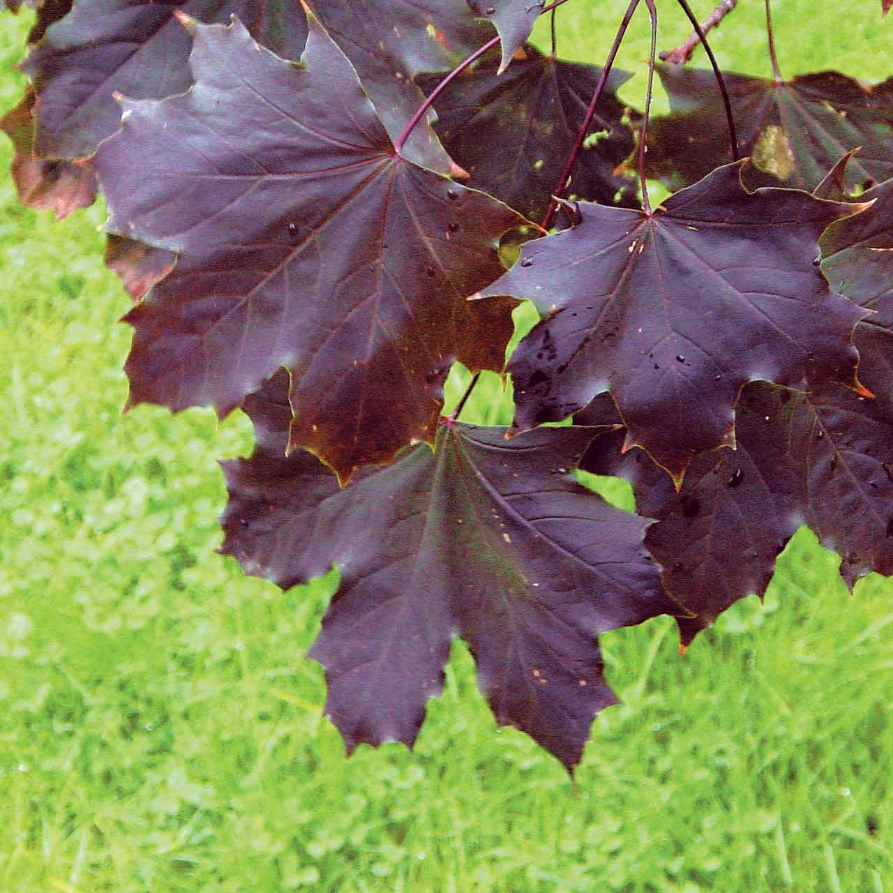 Erable pourpre Crimson King - Extra - Acer platanoïdes crimson king - Willemse