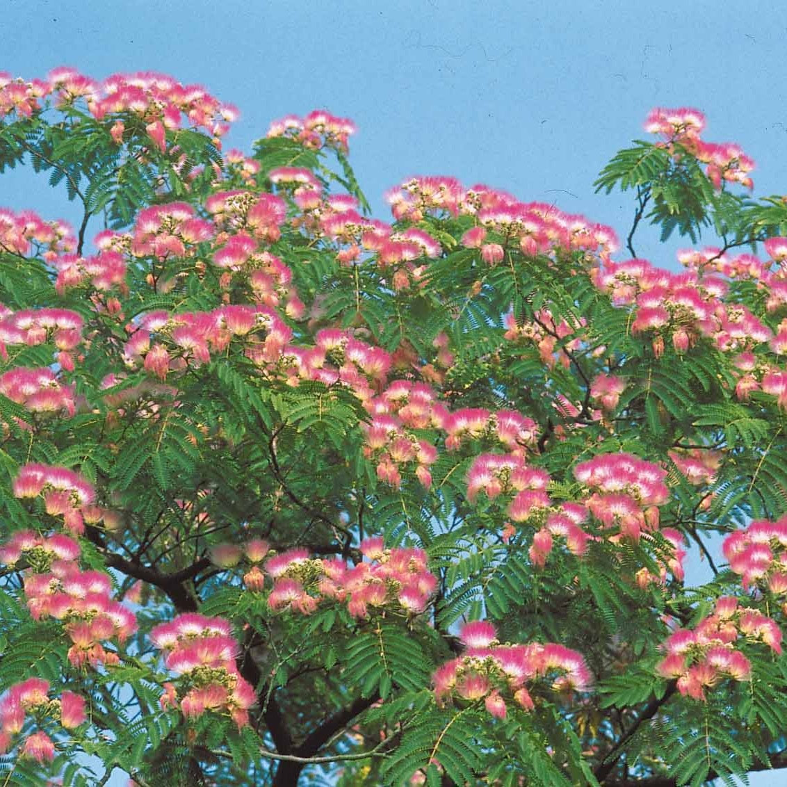 Albizia rose (EXTRA) - Willemse