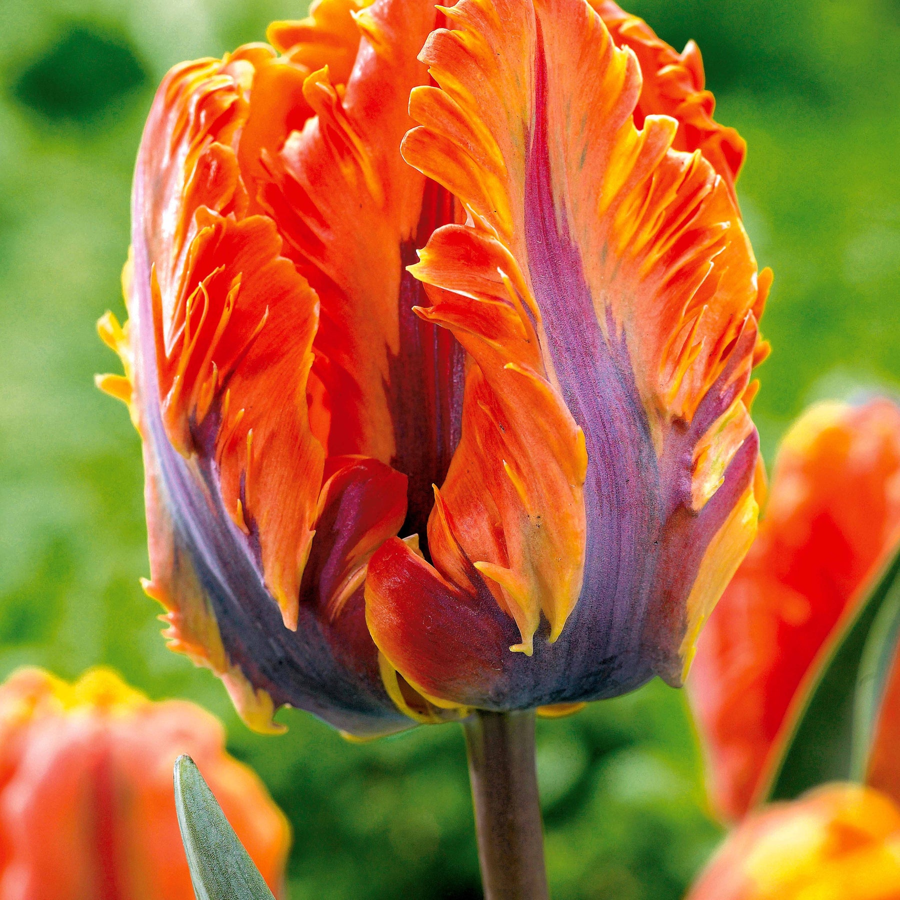 10 Tulipes perroquet Princesse Irène - Willemse