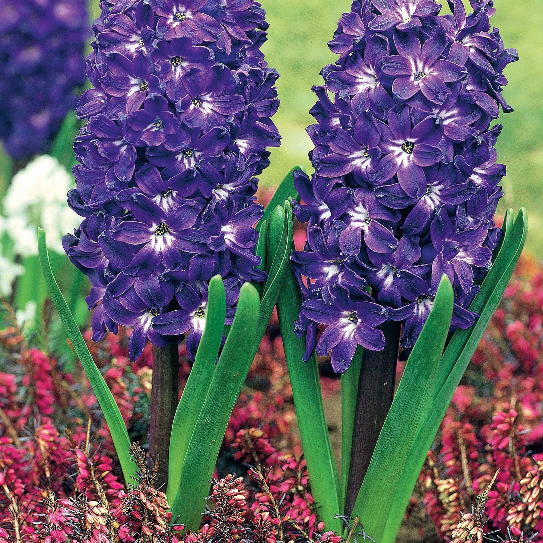 Hyacinthus blue magic , red magic - Coll. de 10 Jacinthes à coeurs blancs (5 Blue Magic + 5 Red Magic) - Jacinthe