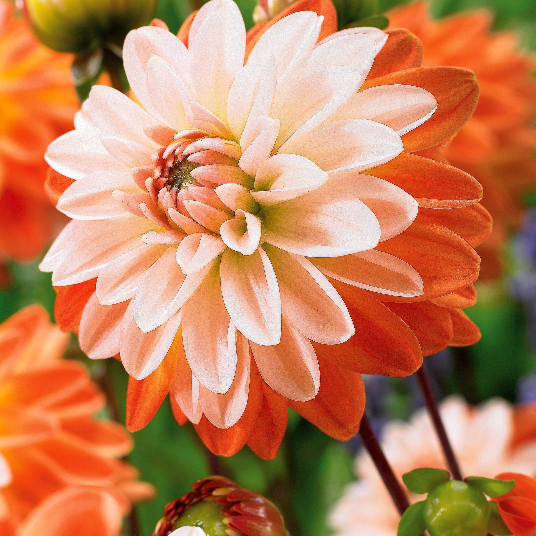 3 Dahlias décoratifs Coup de Soleil - Willemse