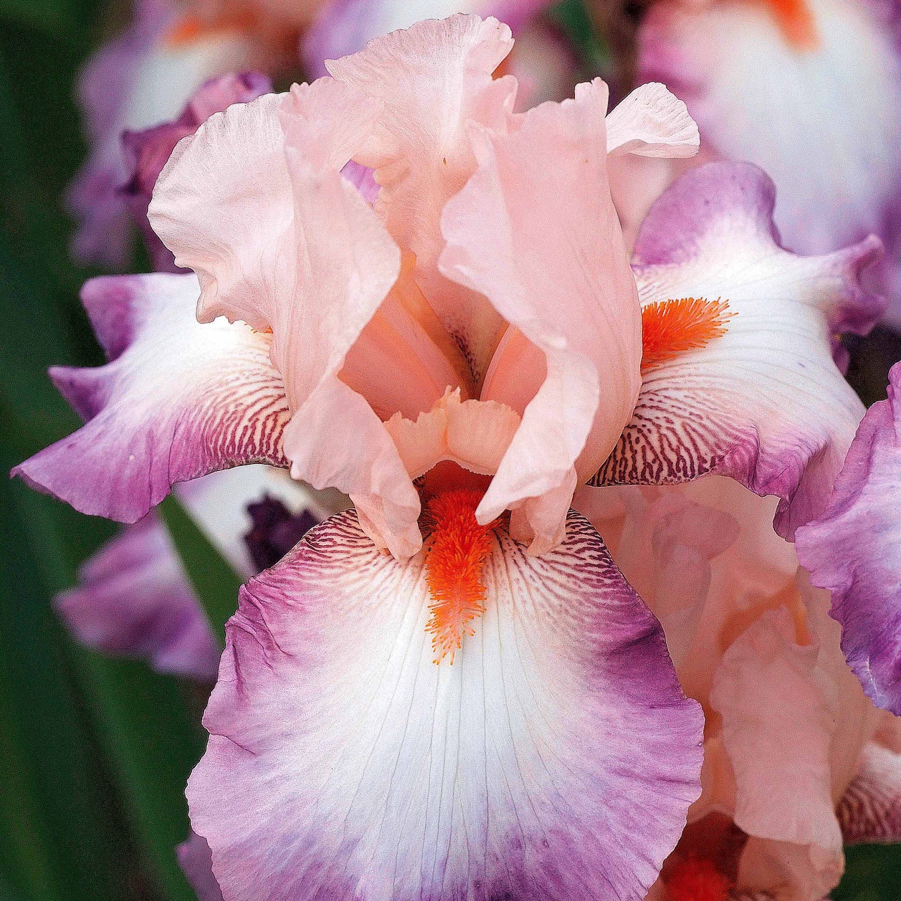 3 Iris de jardin Poésie - Willemse