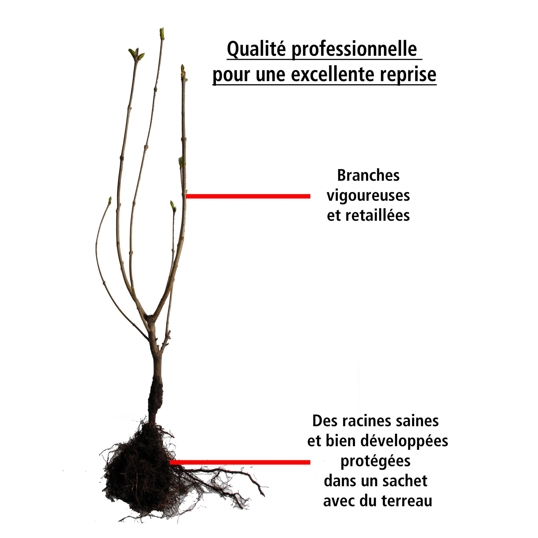 Vente Collection de 4 lilas doubles (1 bleu +1 rouge + 1 lilas + 1 blanc) - Syringa vulgaris