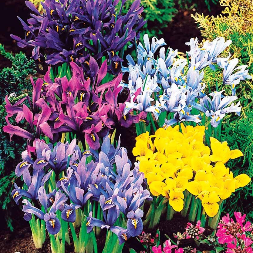 100 Iris miniatures en mélange - Willemse