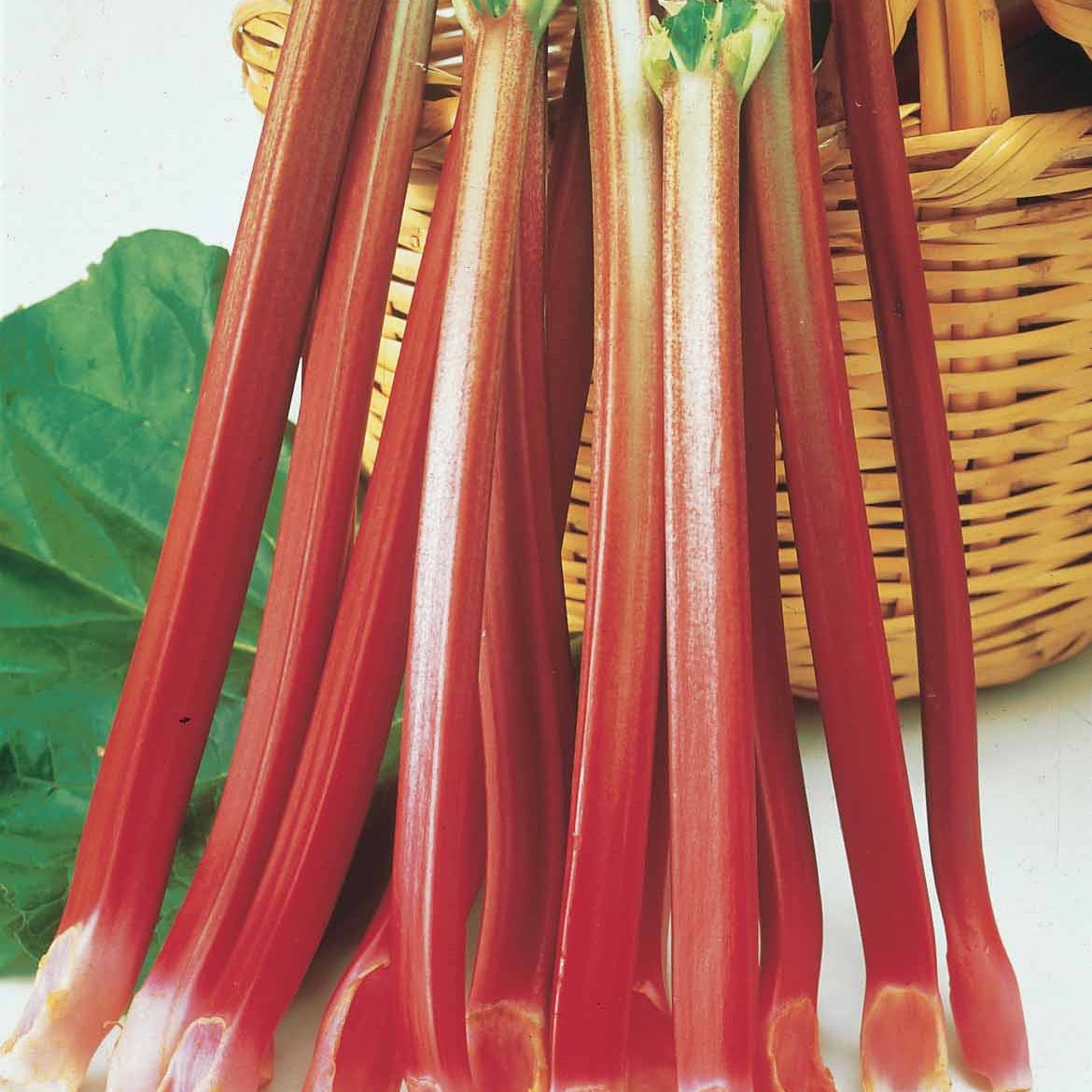 Rheum rhaponticum - 6 Rhubarbes - Rhubarbe