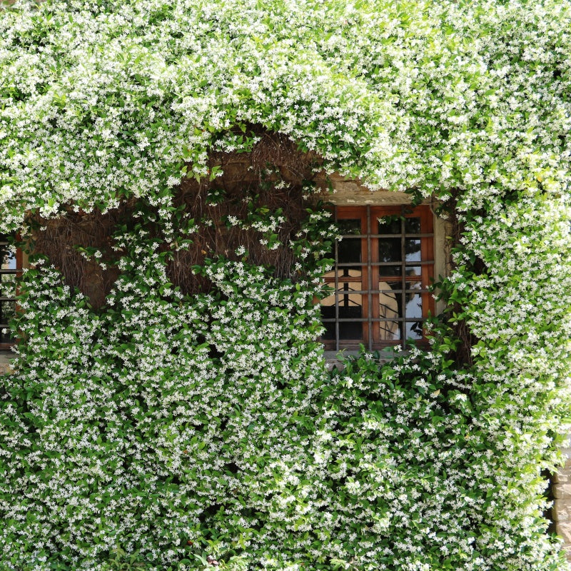 Plantes grimpantes à feuillage persistant - 2 Jasmins étoilés - Trachelospermum jasminoides