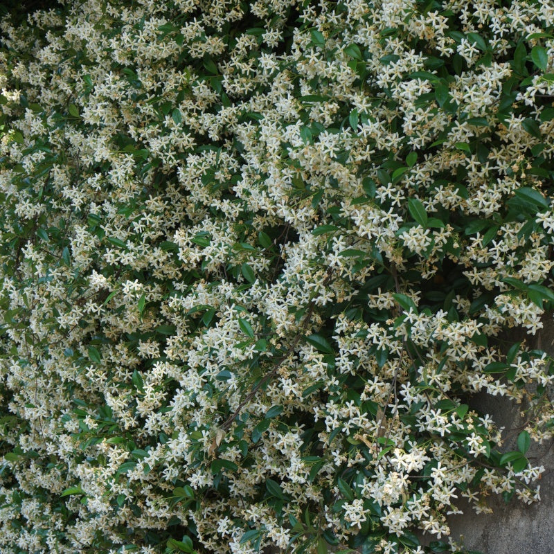 Vente 2 Jasmins étoilés - Trachelospermum jasminoides
