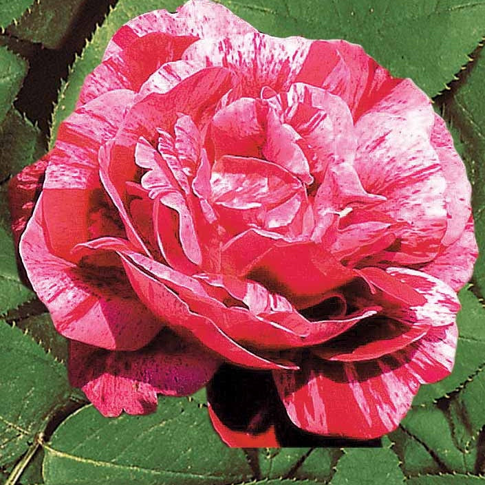 2 Rosiers botaniques Ferdinand Pichard (Bourbon) - Rosa ferdinand pichard - Willemse