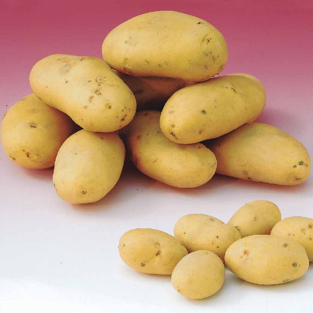 Pomme de terre Caesar (1,5 kg) - Willemse