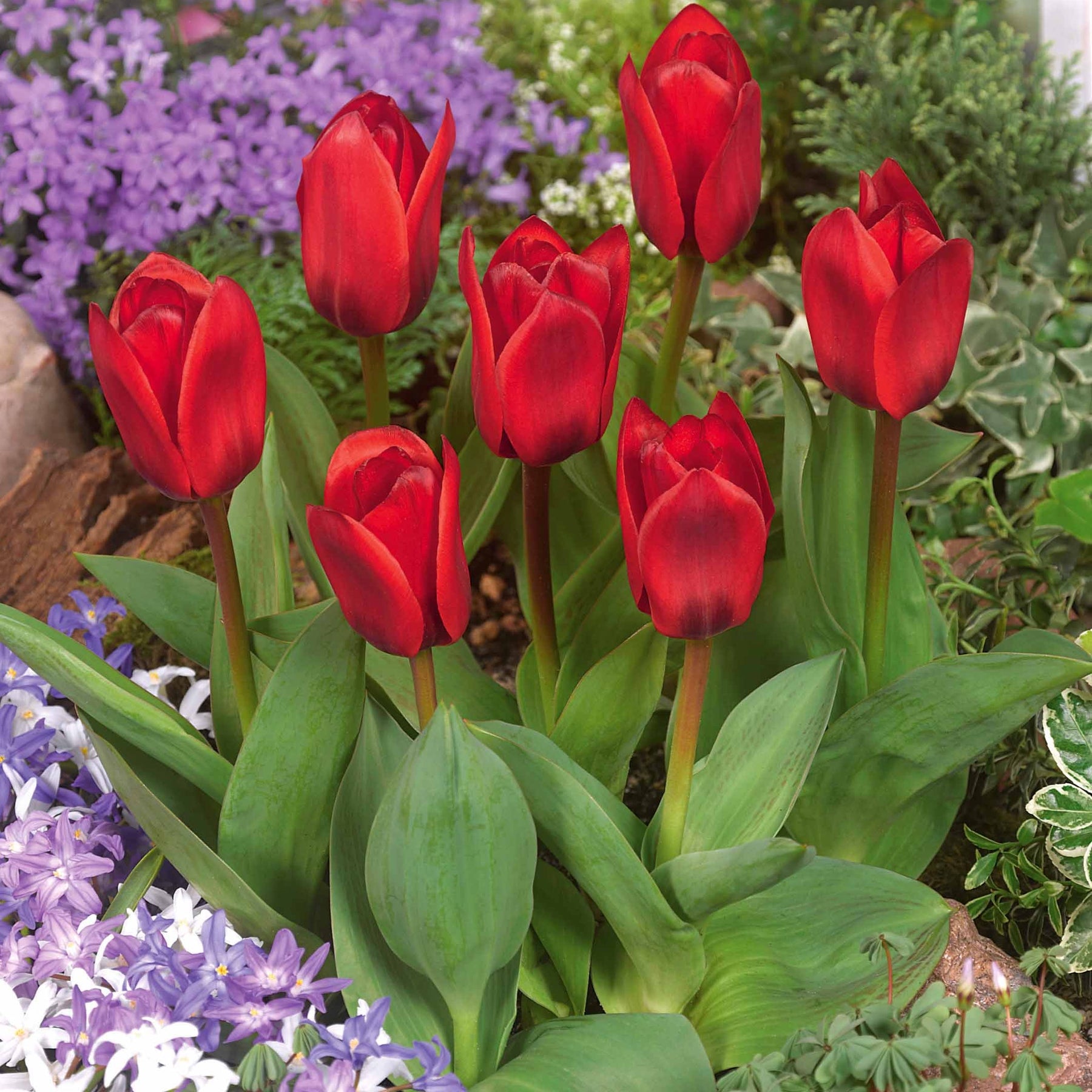 10 Tulipes Showwinner - Willemse