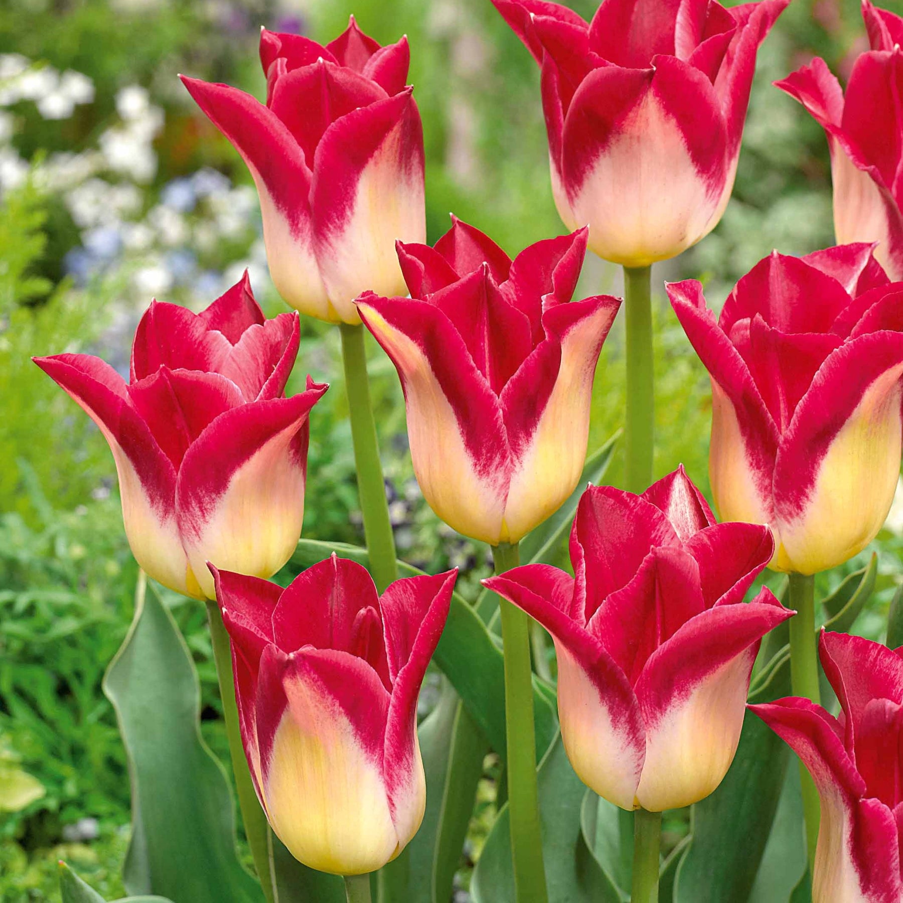 10 Tulipes Triomphe Romano - Willemse
