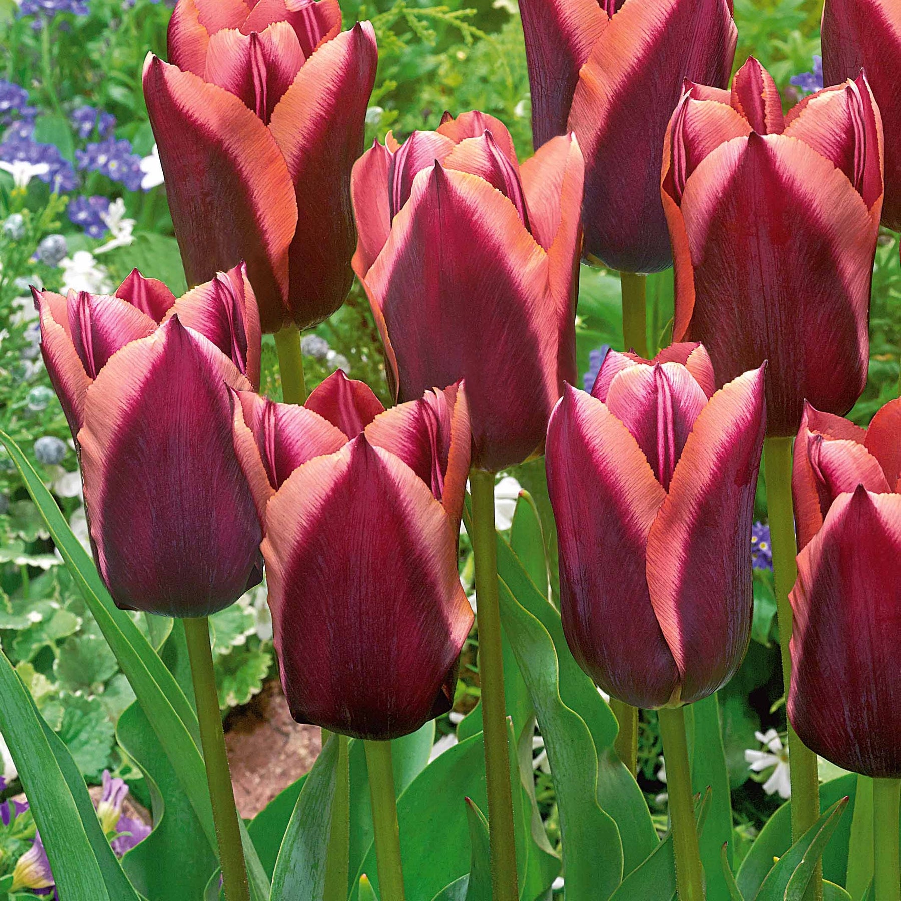 10 Tulipes Triomphe Slawa - Willemse
