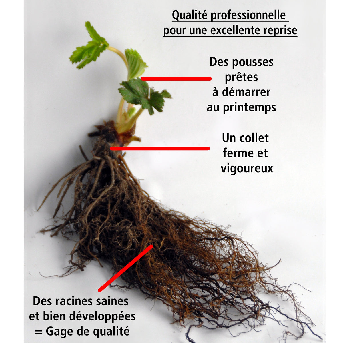 40 Fraisiers remontants Mariguette ® COV Marionnet 99 - Fragaria mariguette ® cov marionnet 99cov marionnet 99 - Willemse
