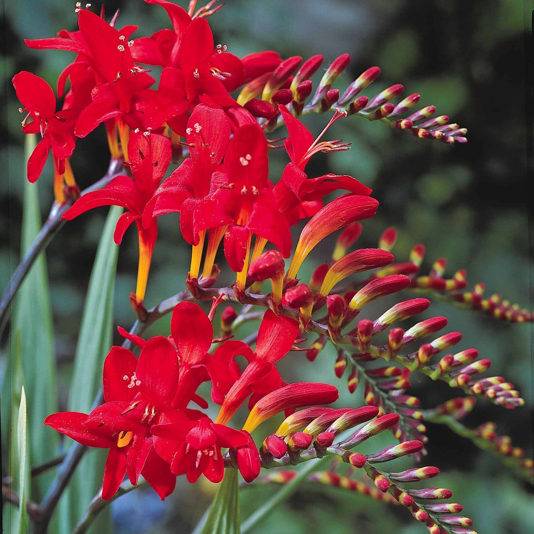 Crocosmia 'norwich canary', 'emily mckenzie', 'luc - Collection de 45 Crocosmias (15 bicolores + 15 rouges + 15 jaunes) - Crocosmia