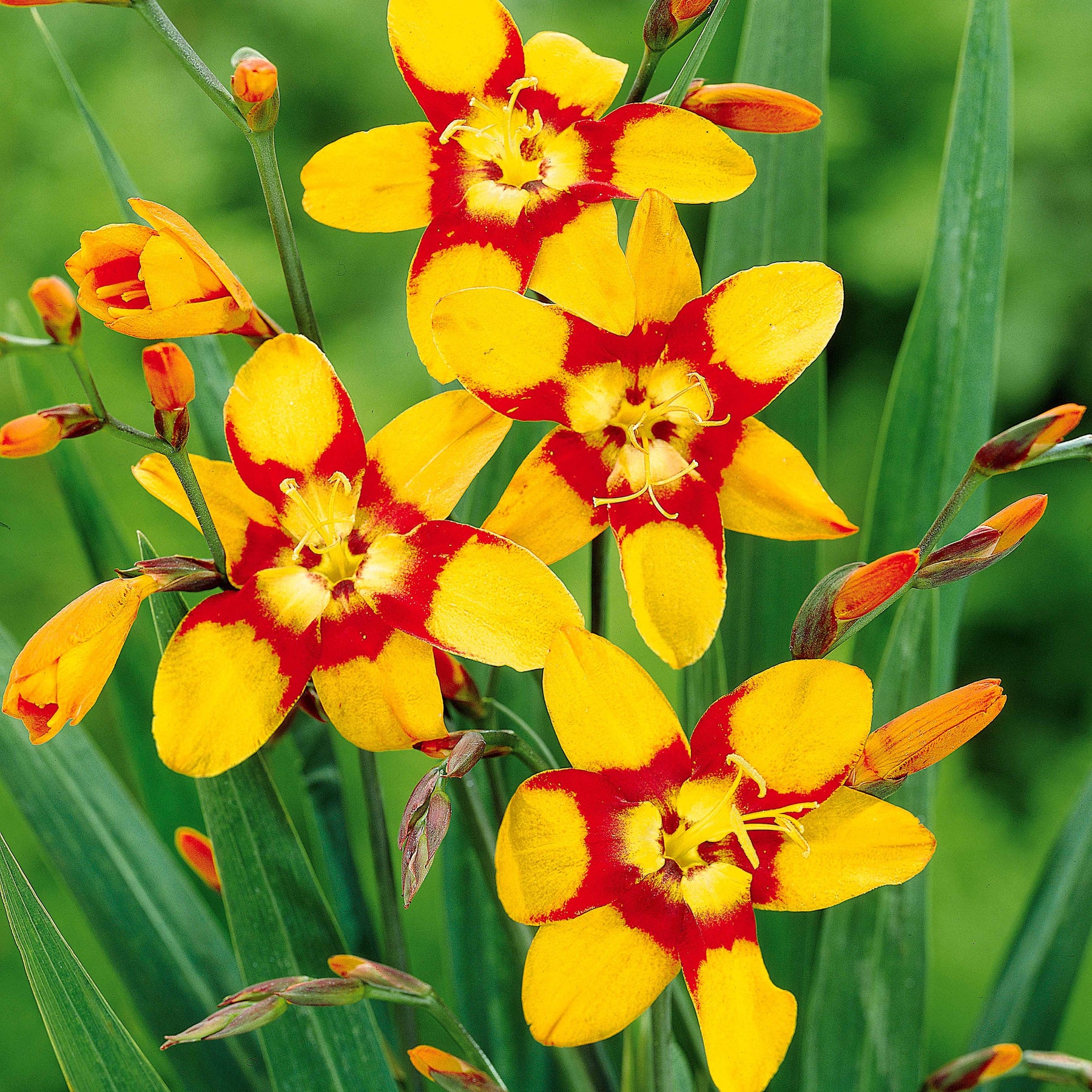 Crocosmia - Collection de 45 Crocosmias (15 bicolores + 15 rouges + 15 jaunes) - Crocosmia 'norwich canary', 'emily mckenzie', 'luc