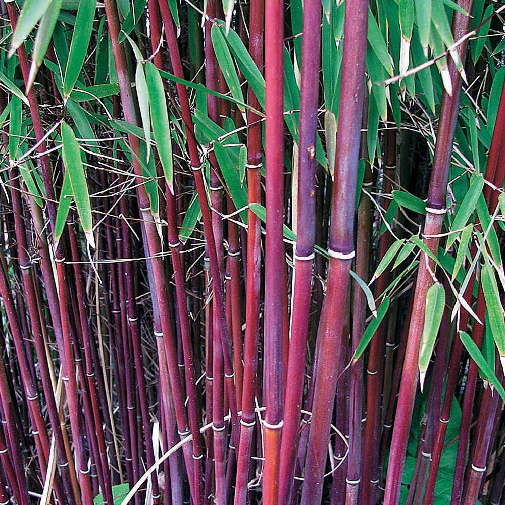 20 Bambous à cannes rouges, Bambou des pandas - Haie de 20 m long - Willemse