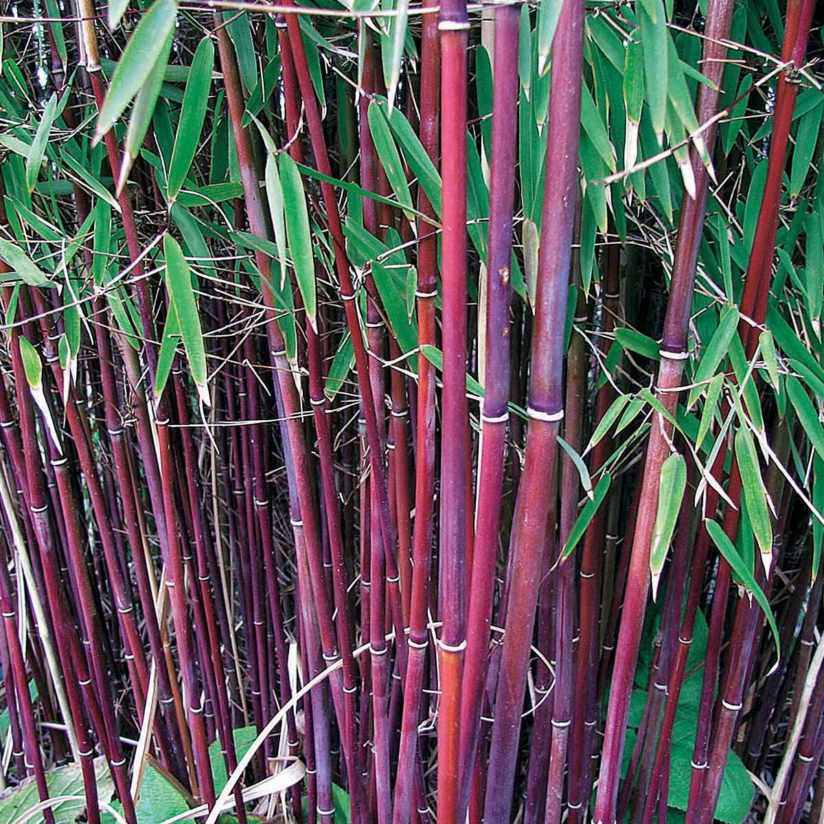 20 Bambous à cannes rouges, Bambou des pandas - Haie de 20 m long - Fargesia scabrida asian wonder - Willemse