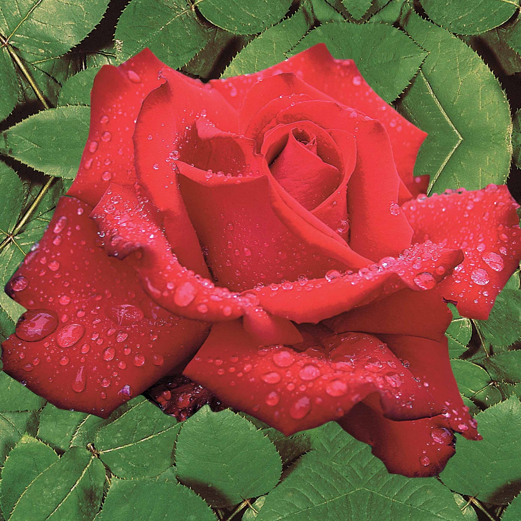 10 Rosiers buissons Grande Amore ® - Rosa grande amore ® - Willemse
