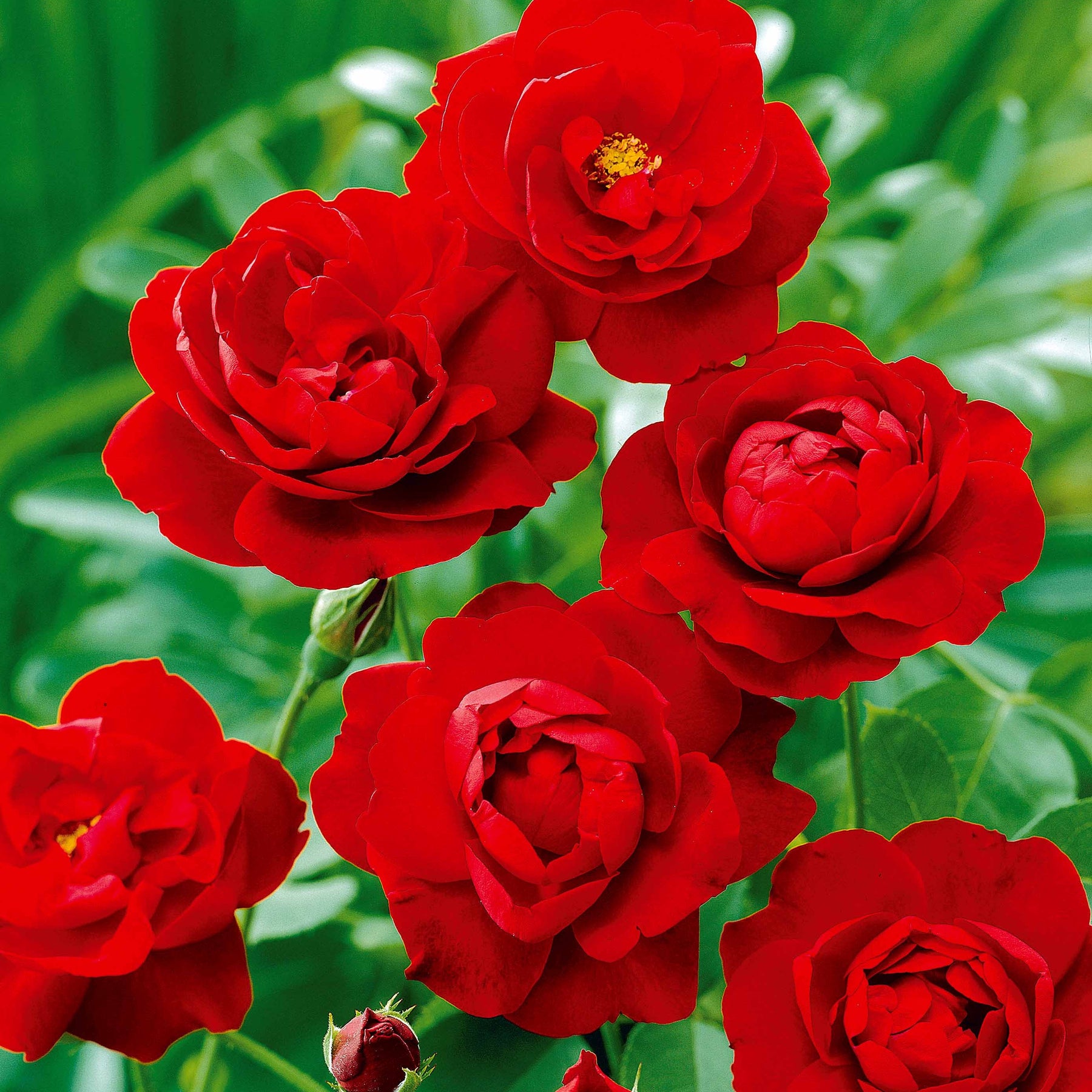 30 Rosiers à massif Lilli Marleen - Rosa polyantha lilli marleen - Willemse