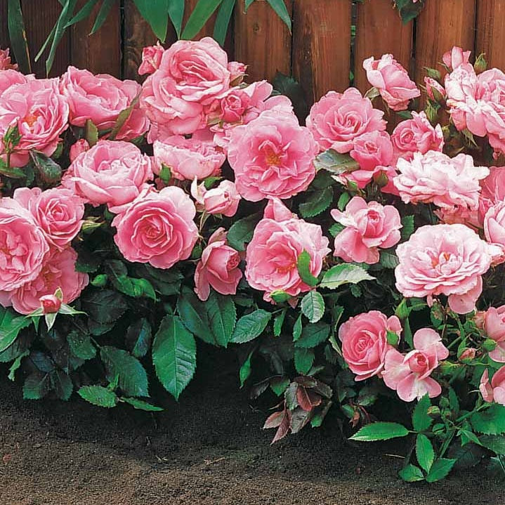 30 Mini-rosiers Randilla roses - Willemse