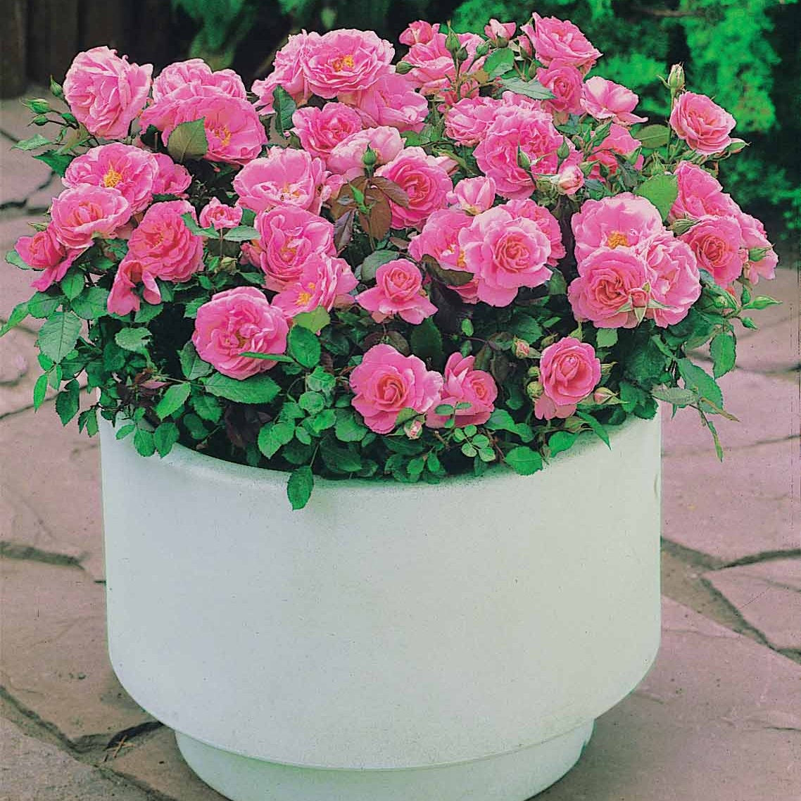 30 Mini-rosiers Randilla roses - Rosa randilla - Willemse