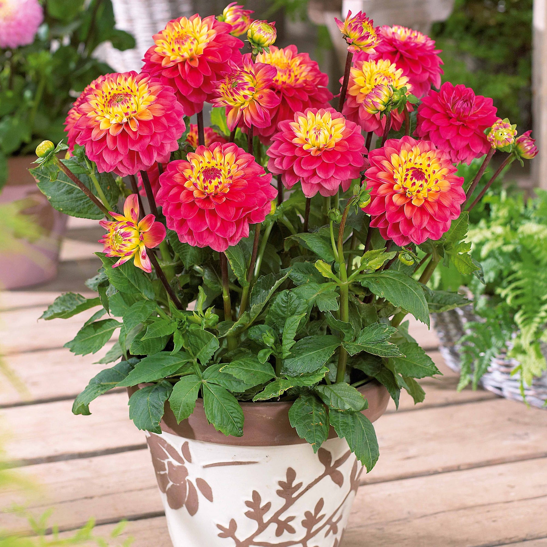 Coll 9 dahlias nains (3 Princesse Elisabeth, 3 Laetitia, 3 Gracia) - Dahlia 'princesse elizabeth', 'laetitia''princesse gracia' - Willemse