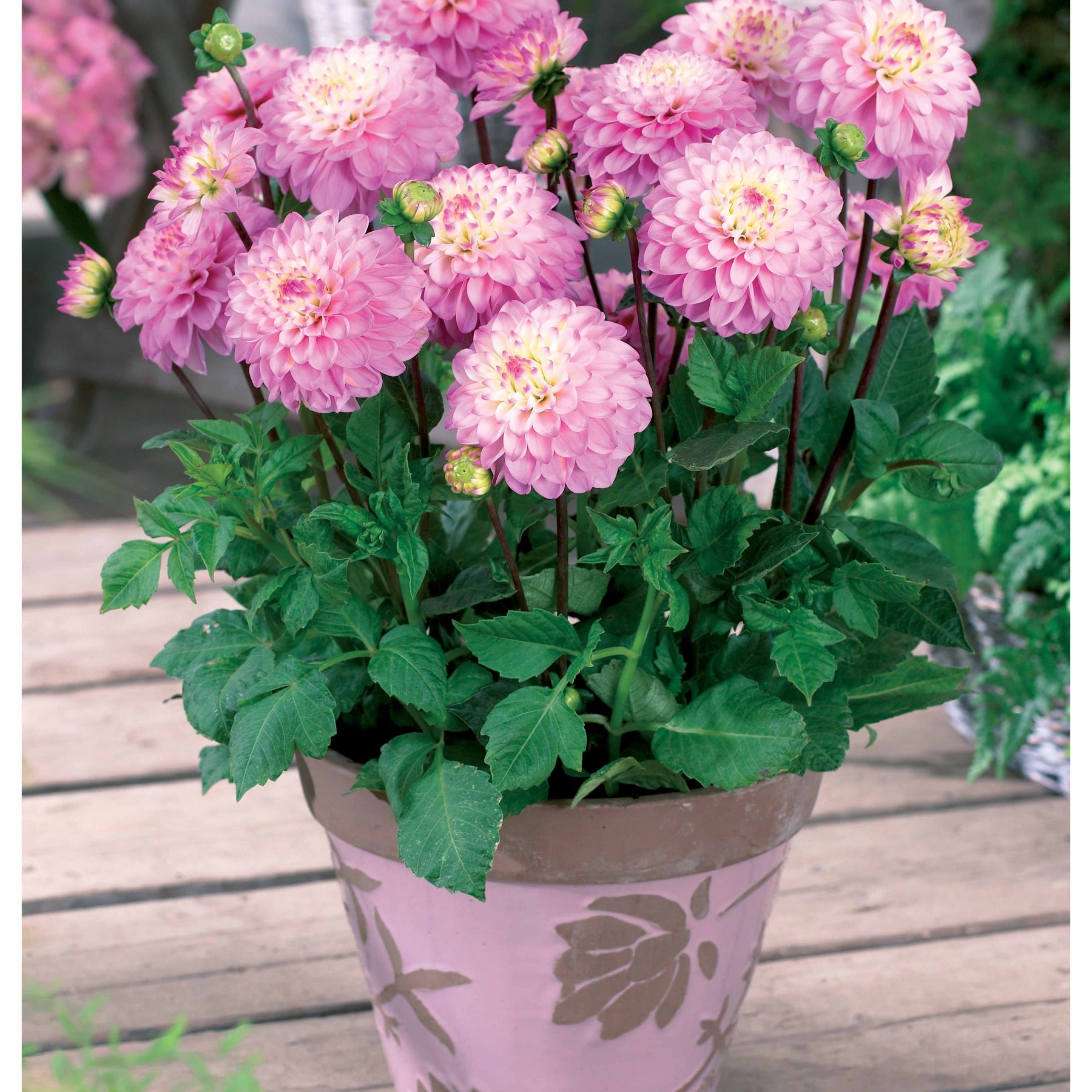 Dahlia 'princesse elizabeth', 'laetitia''princesse gracia' - Coll 9 dahlias nains (3 Princesse Elisabeth, 3 Laetitia, 3 Gracia) - Dahlia