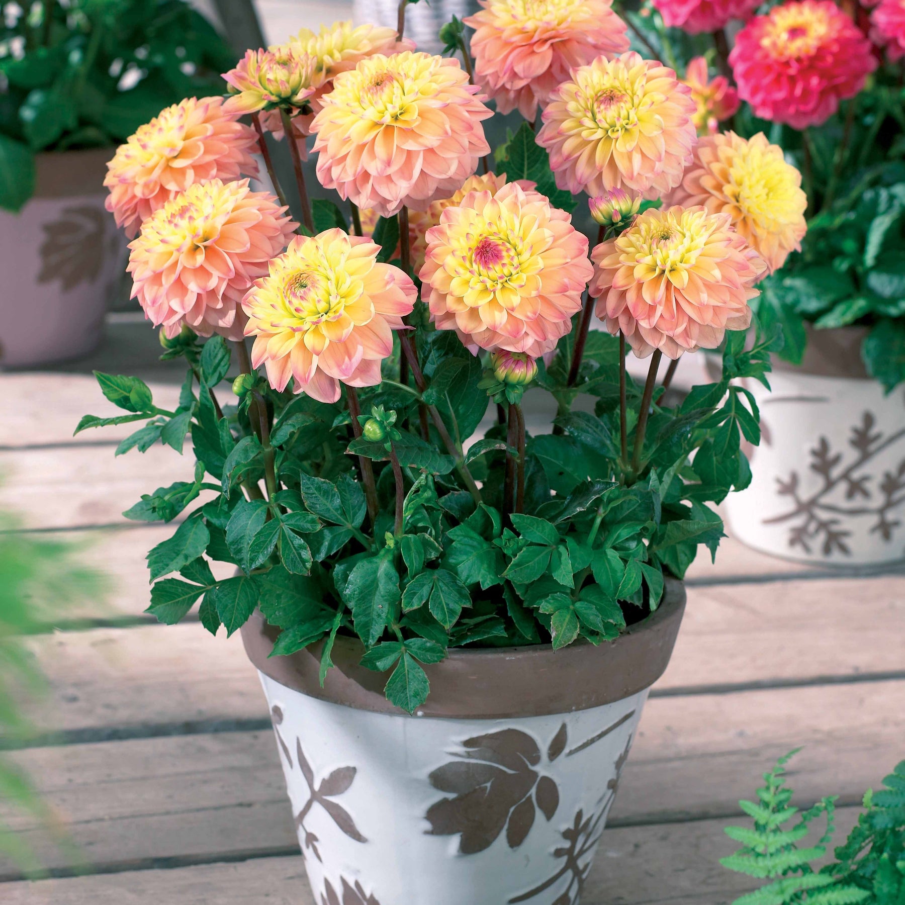 Dahlia - Coll 9 dahlias nains (3 Princesse Elisabeth, 3 Laetitia, 3 Gracia) - Dahlia 'princesse elizabeth', 'laetitia''princesse gracia'